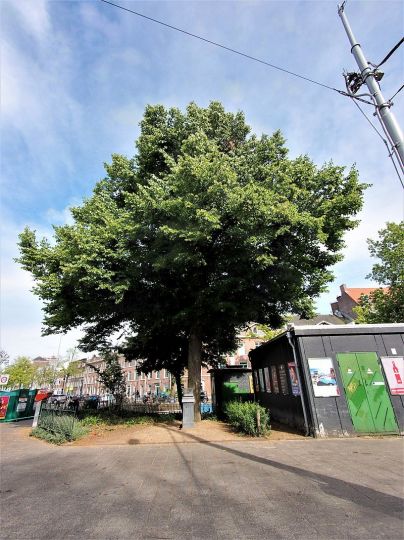 Gedenksteen Bevrijdingslinde van de Jordaankinderen