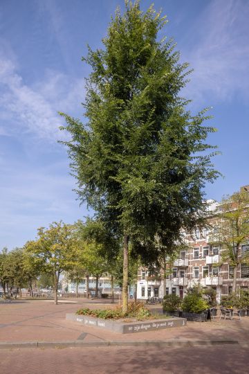 De boom valt op mij